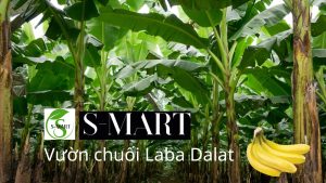 S Mart 5