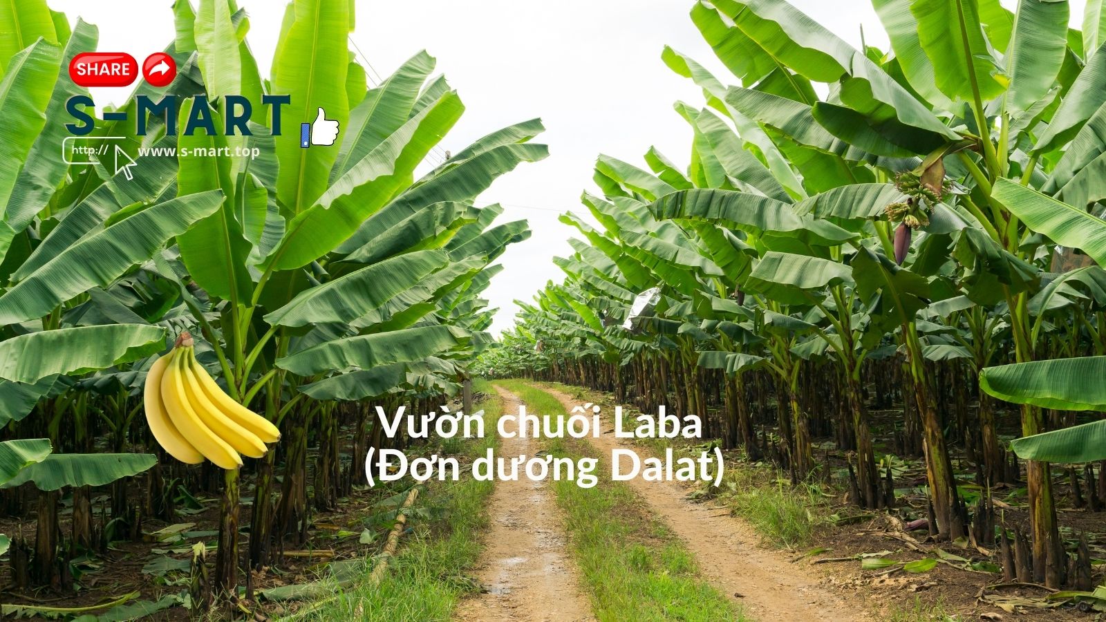 Hành Trình Khởi Nghiệp và Phát Triển Thương Hiệu S-Mart trong Hệ Sinh Thái ShareSpace Coworking 6 SHARE SPACE 47