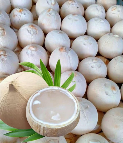 Dừa gọt trọc Bến Tre